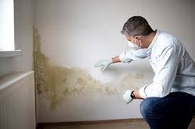 Why You Should Choose Our Mold Remediation Services in Willis, TX